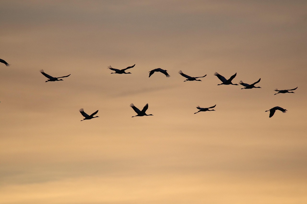 Vers vogelzaad aanbieden voor migrerende soorten. Vers vogelzaad aanbieden voor migrerende soorten.